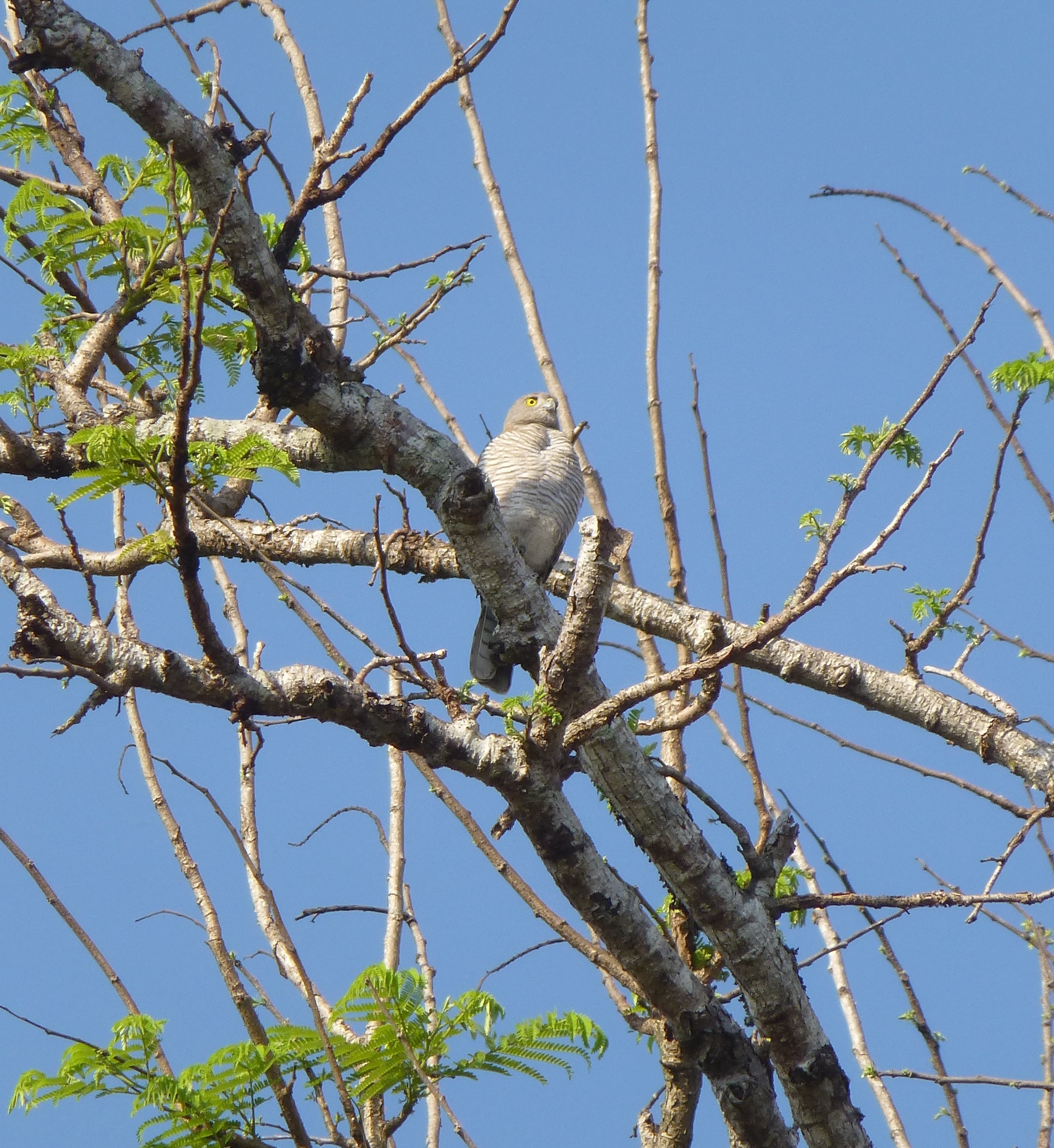 Madagascar Sparrowhawk (Accipiter madagascariensis), photo 2