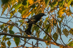 Crypsirina temia