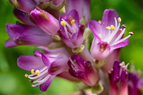 Lachenalia salteri
