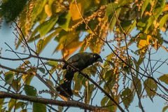 Crypsirina temia