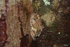 Pseudophilautus cavirostris