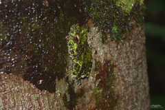 Pseudophilautus cavirostris