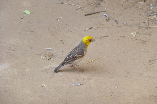 Sakalava Weaver (Ploceus sakalava), photo 5