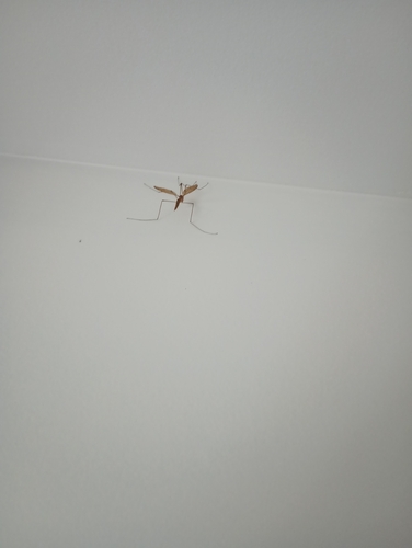 Unknown species found near Michigan, US