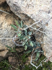 Dudleya saxosa collomiae