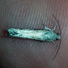 Xylorycta melaleucae