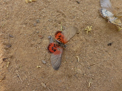 Acraea ranavalona