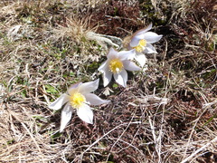 Pulsatilla vernalis