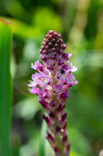 Lachenalia salteri
