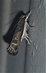 Xylorycta melaleucae
