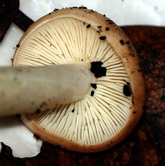 Rhodocollybia oregonensis