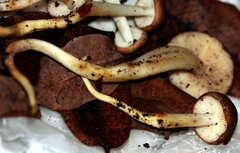 Rhodocollybia oregonensis