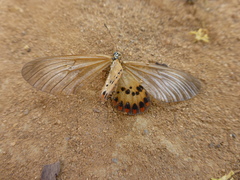 Acraea ranavalona