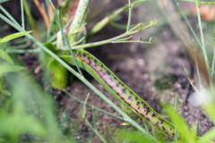 Lachenalia salteri