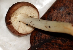 Rhodocollybia oregonensis