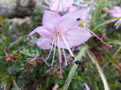Rhodothamnus chamaecistus
