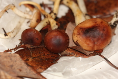 Rhodocollybia oregonensis