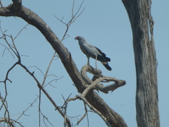 Polyboroides radiatus