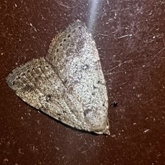 Tolpiodes oligolasia