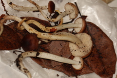 Rhodocollybia oregonensis