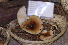 Rhodocollybia oregonensis