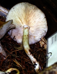 Rhodocollybia oregonensis