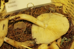 Rhodocollybia oregonensis