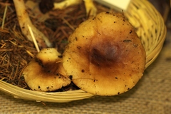 Rhodocollybia oregonensis