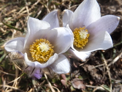 Pulsatilla vernalis