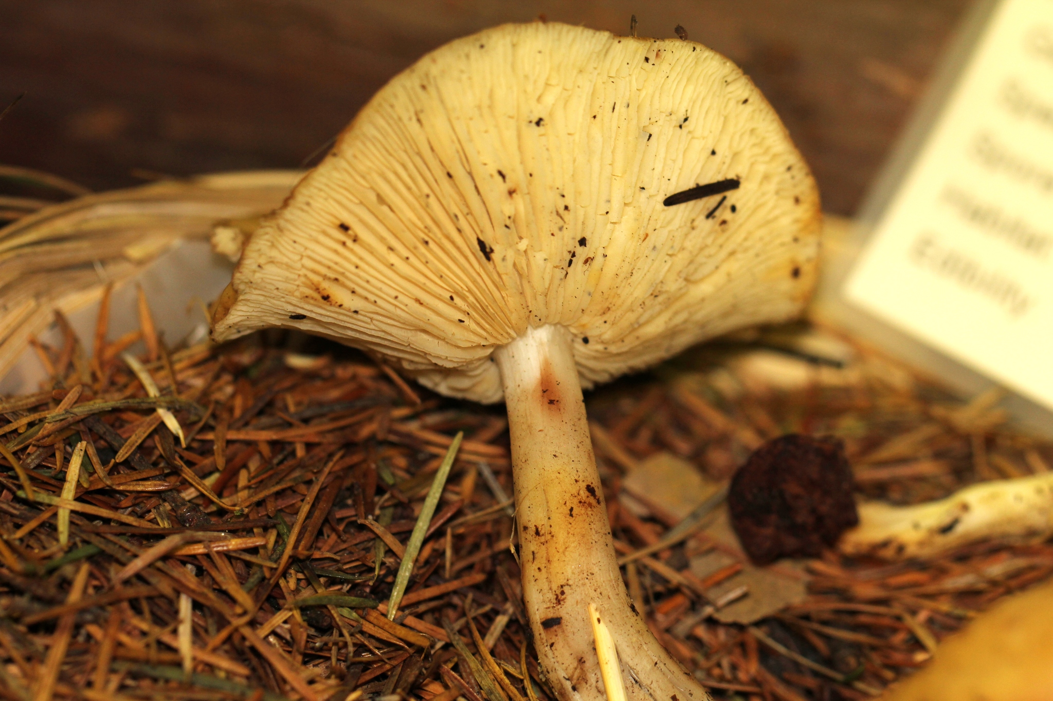 Rhodocollybia oregonensis image