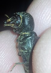 Bostrychopsis jesuita