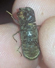 Bostrychopsis jesuita