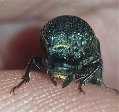 Bostrychopsis jesuita