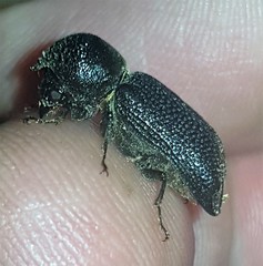 Bostrychopsis jesuita