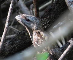 Podargus papuensis