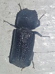 Bostrychopsis jesuita