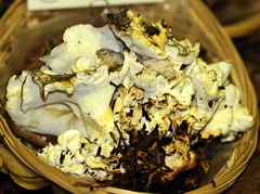 Albatrellus subrubescens