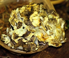 Albatrellus subrubescens