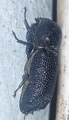 Bostrychopsis jesuita