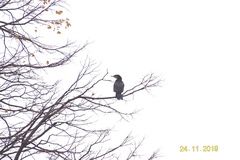 Phalacrocorax carbo