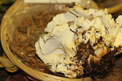 Albatrellus subrubescens