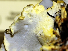 Albatrellus subrubescens