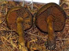 Cortinarius cascadensis