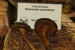 Cortinarius cascadensis
