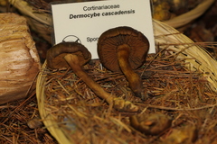 Cortinarius cascadensis