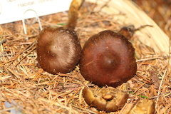 Cortinarius cascadensis