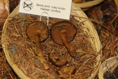Cortinarius cascadensis