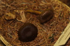 Cortinarius cascadensis