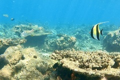 Moorish Idol
