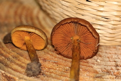 Cortinarius malicorius